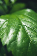 Close up Dark green leaf texture nature view of green leaf on blurred greenery background in garden.Natural green leaves plants cover page greenery environment ecology lime green wallpaper