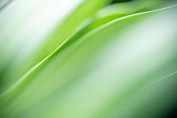 Abstract background nature of green leaf on blurred greenery background in garden. Natural green...
