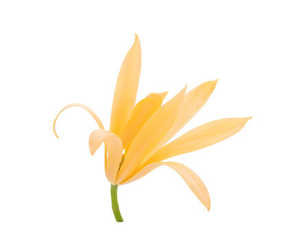White Champaka flowers isolated on white background
