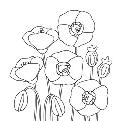  outline wildflowers contour field bloom vector poppy flowers medow coloring page