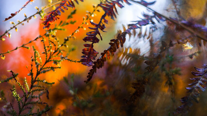Macro de foug&egrave;res aux teintes orang&eacute;es, photographi&eacute;es dans la for&ecirc;t des Landes de Gascogne, pendant le cr&eacute;puscule