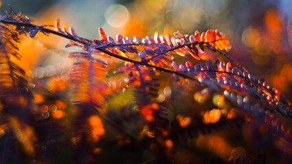 Macro de fougères aux teintes orangées, photographiées dans la forêt des Landes de Gascogne, pendant le crépuscule - obrazy, fototapety, plakaty