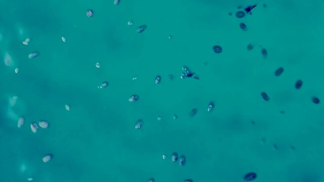 Micro organism Ciliates - microscope magnification 10x