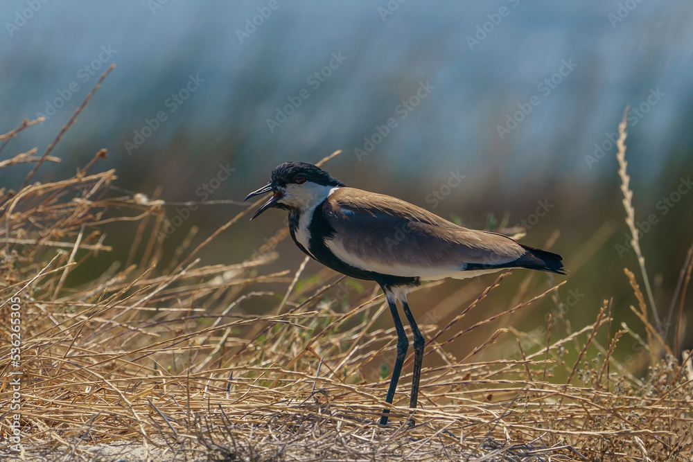 Poster Spur-winged Lapwing (Vanellus spinosus) perched in dry grass