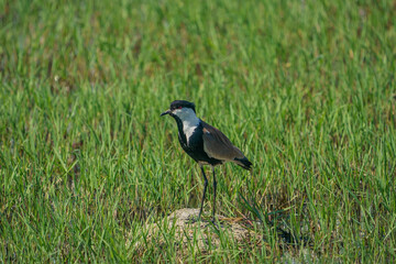 Spur-winged Lapwing (Vanellus spinosus) perching on grass