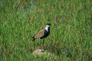 Spur-winged Lapwing (Vanellus spinosus) perching on grass