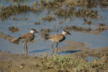 Genç birey balçık alanda yürüyor Spur-winged Lapwing (Vanellus spinosus)