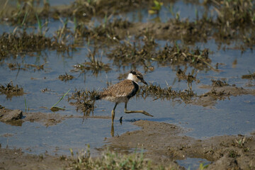 Genç birey balçık alanda yürüyor Spur-winged Lapwing (Vanellus spinosus)