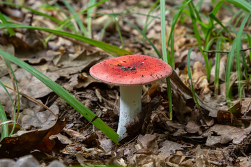 Russula emetica, commonly known as the sickener, emetic russula, or vomiting russula, is a basidiomycete mushroom