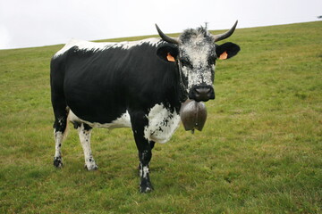 Vache de race vosgienne; massif vosgien &agrave; proximit&eacute; de la route des Cr&ecirc;tes et du Markstein, commune de Fellering (Alsace, Haut-Rhin, France)