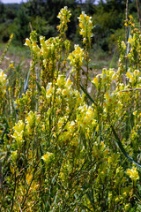Linaria vulgaris, names are common toadflax, yellow toadflax, or butter-and-eggs, blooming in the summer