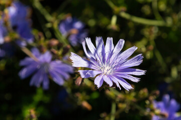Obraz premium Blue Chicory flowers, close up. Violet Cichorium intybus blossoms, called as sailor, chicory, coffee weed, or succory is a somewhat woody, herbaceous perennial plant of the dandelion family Asteraceae