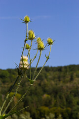 Flowers of wild teasel in autumn, also called Dipsacus fullonum or wilde karde, selected focus,...