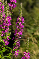 Pink flowers of blooming Purple Loosestrife Lythrum salicaria on the shoreline