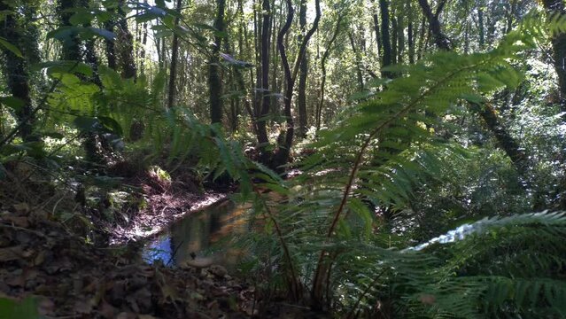 river that runs in the middle of the forest of birch, oak and Alnus glutinosa or alder seen after a fern and a mushroom next to it on a sunny day, blocked shot, Galicia, Spain