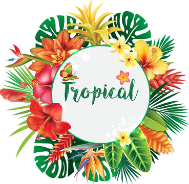 Banner from tropical and flowers
