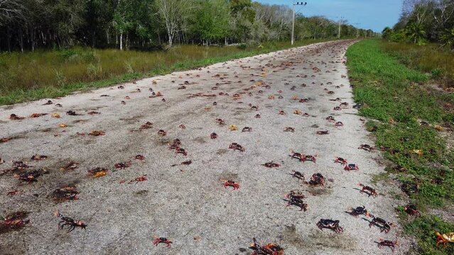 Dangerous Annual Migration Of Gecarcinus Turicola, Terrestrial Crabs From The Forest To The Coast Of Havana In Cuba. - wide