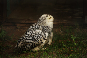 Polar owl in zoo on dark background