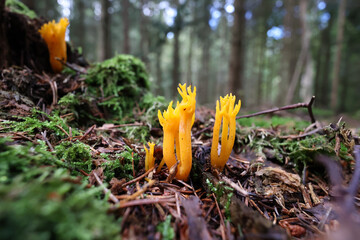 The golden yellow coral mushroom Ramaria aure in the forest - obrazy, fototapety, plakaty