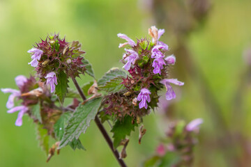 Deaf nettle blooming in a forest, Lamium purpureum. Spring purple flowers with leaves close up