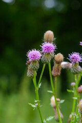 Flowering creeping thistle Cirsium arvense, also Canada thistle or field thistle. The creeping thistle is considered a noxious weed in many countries