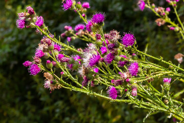 A flowering bush of pink sows Cirsium arvense in a natural environment, among wild flowers. Creeping Thistle Cirsium arvense blooming in summer. Violet flowers on meadow, focus on flower in front