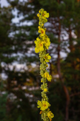 Verbascum speciosum yellow widflowers bees pollination. summer day