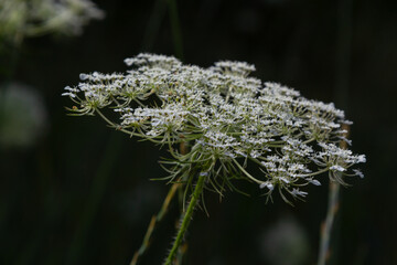 Daucus carota inflorescence, showing umbellets. White small flowers on garden. Blooming vegetables in the garden