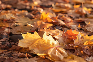 Gentle rays of the autumn sun shine through the fallen yellow maple leaves on mountain paths (selective focus)