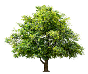 The tree is completely separated from the white ba background Scientific name Dolichandrone...