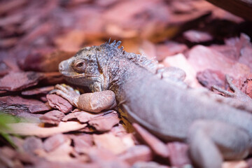 iguana on a tree
