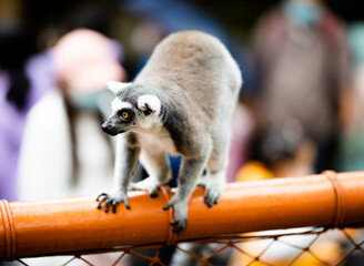 ring tailed lemur © Peng