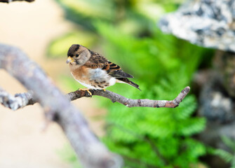sparrow on a branch