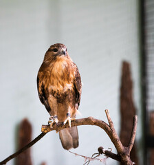 hawk