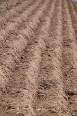 The Newly Ploughed Furrows on a Farmers Field.
