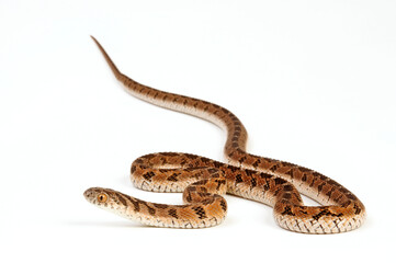 Common Egg Eater, Rhombic Egg Eater // Gewöhnliche afrikanische Eierschlange (Dasypeltis scaber)