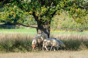 Klompenpad, Oldenaller, Oldenallerpad, Gelderland province, The Netherlands