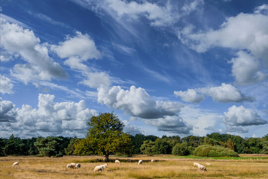 Klompenpad, Oldenaller, Oldenallerpad, Gelderland province, The Netherlands