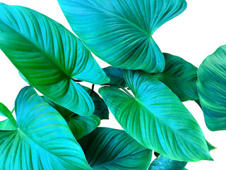 Isolated homalomena or Emerald Gem leaves with clipping paths.