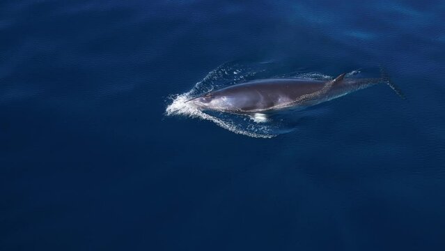 Great profile 4k shot of a Minke Whale rising to the surface for a breath near Catalina Island.