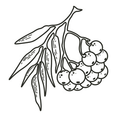 Berries on a branch doodle vector element. Berry outline illustration.