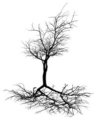 Silhouette d’arbre complet avec racines et branchages, fond blanc 