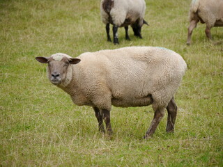 Schaf mit einer albernen Frisur