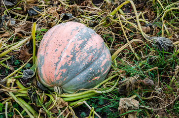 Gray pumpkin with pink stripes in the garden.
Pumpkin cultivation in the open field