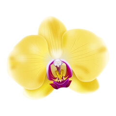 Jasna żółta orchidea - piękny rozwinięty kwiat. Ręcznie rysowana botaniczna ilustracja.	 - obrazy, fototapety, plakaty