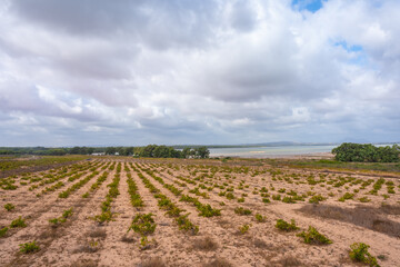 Fototapeta na wymiar Vineyards next to the lagoon in the La Mata Natural Park in Torrevieja, Alicante