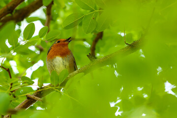 robin on a branch