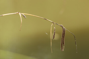 macro of a plant