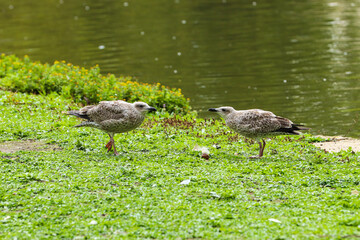 seagulls young on the grass