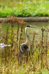 great blue heron in the marsh